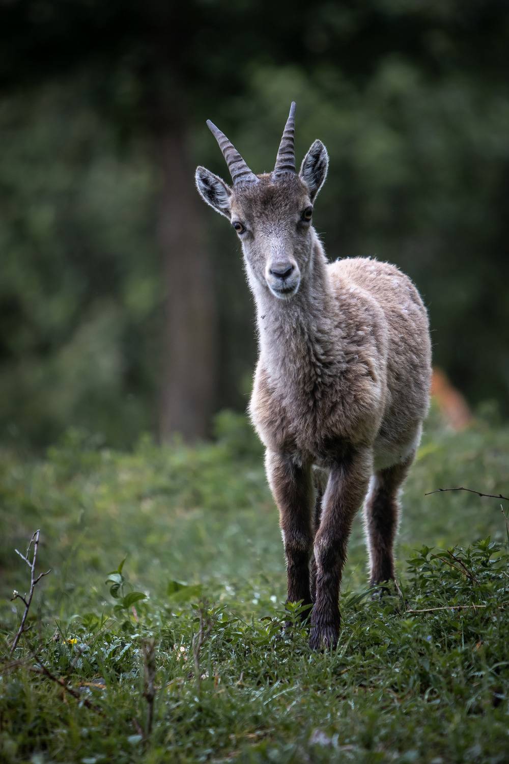 #steinbock #alpinegoat #mountaingoat #goat #alpineanimals #mammals #goatie, Yuri Merkulov
