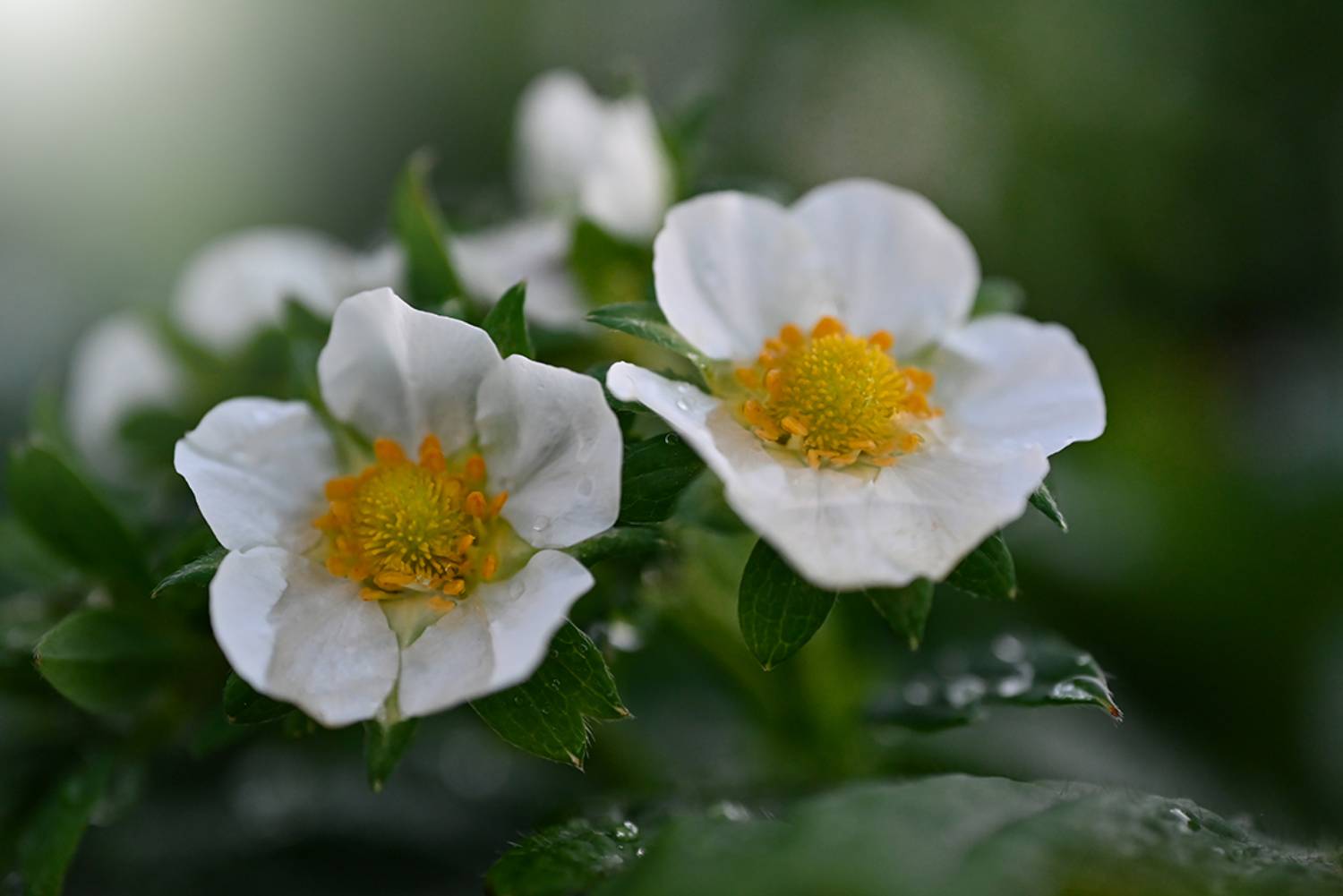 , Калёв Сергей