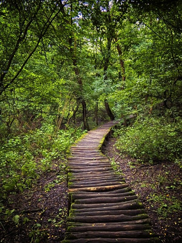 Forest walk фото превью