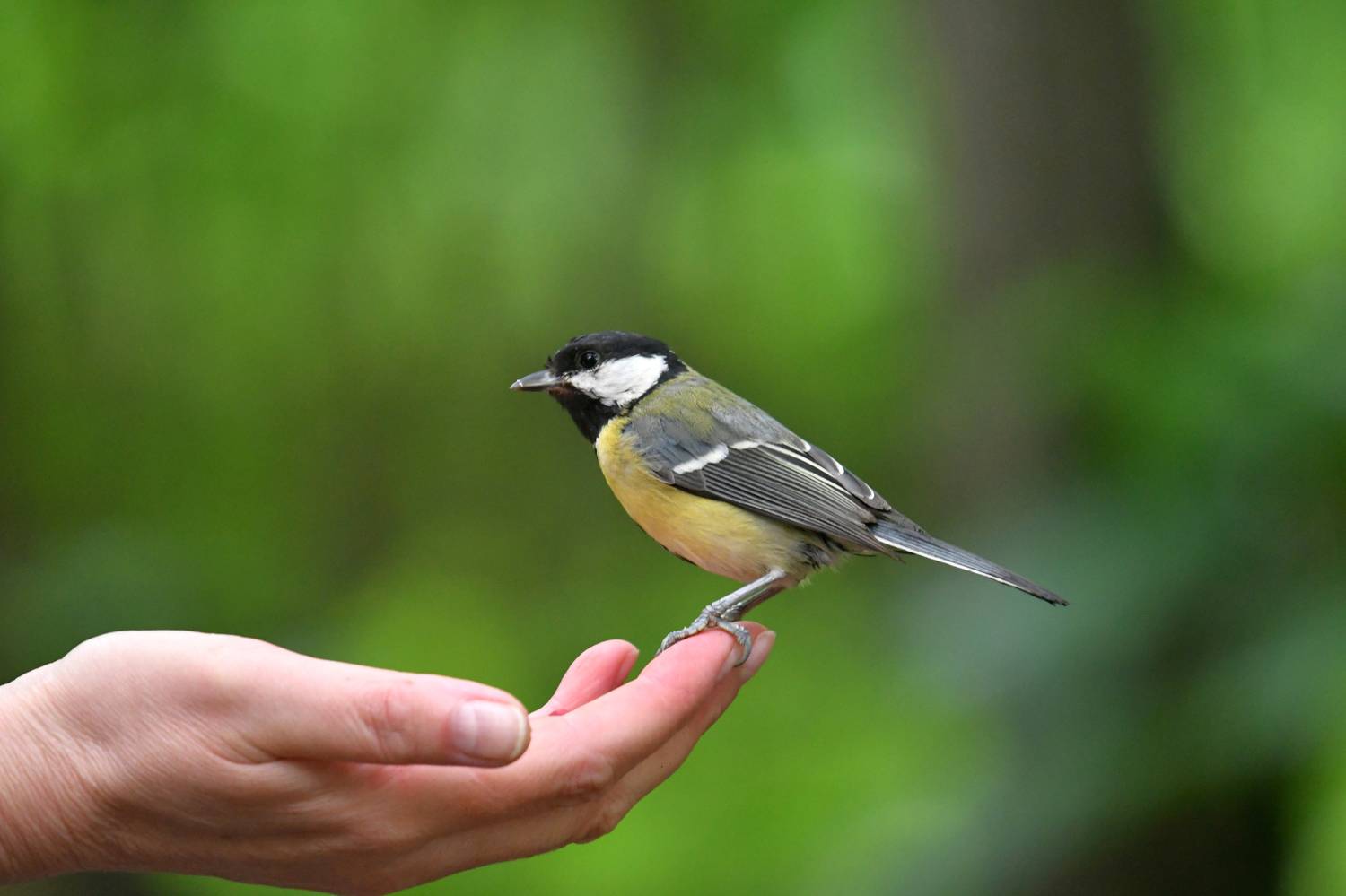 , Игорь Корнейчук