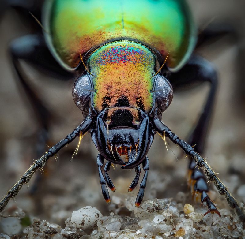 Poecilus versicolor фото превью