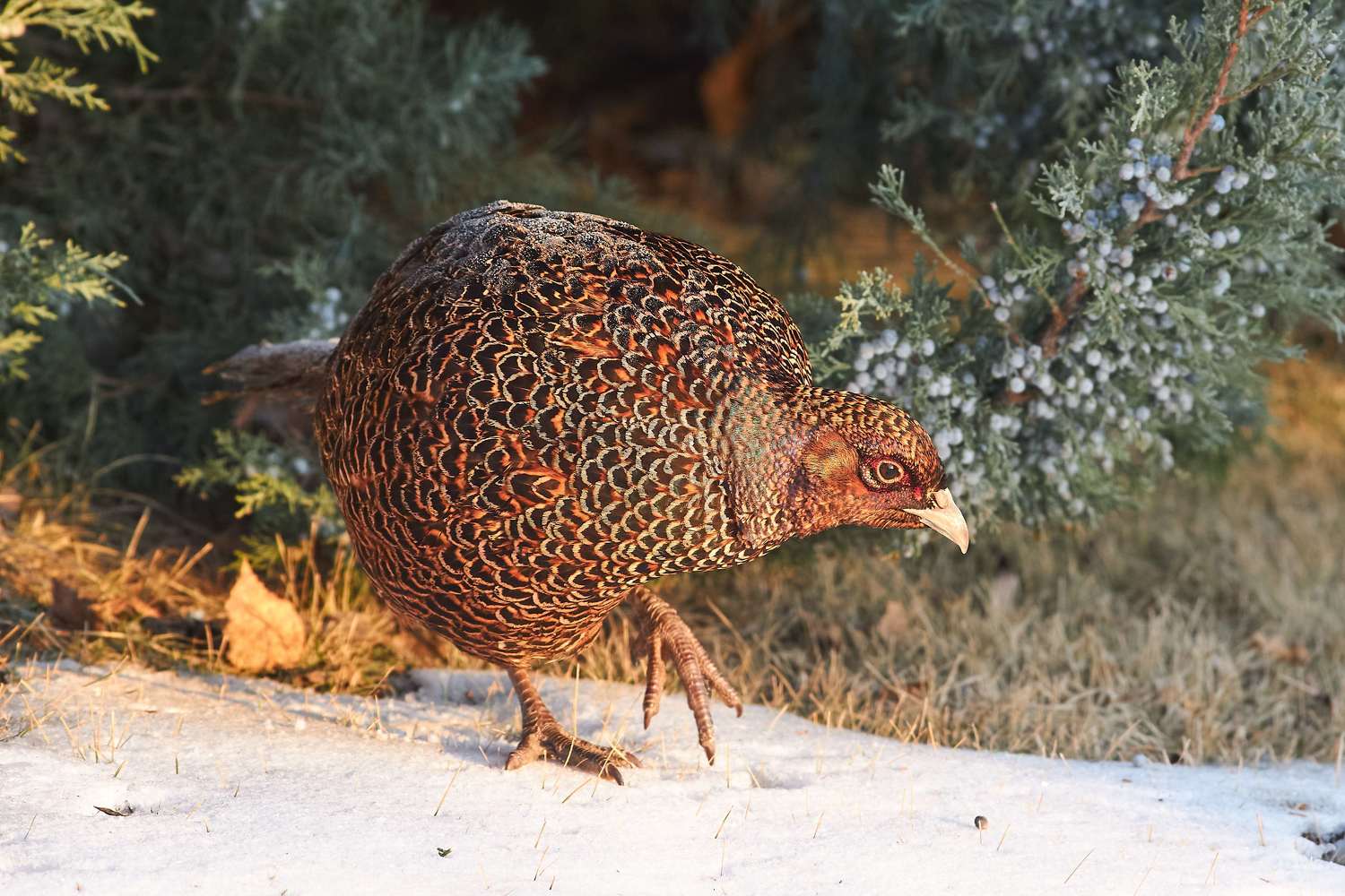 bird, volgograd, russia, wildlife, , Павел Сторчилов
