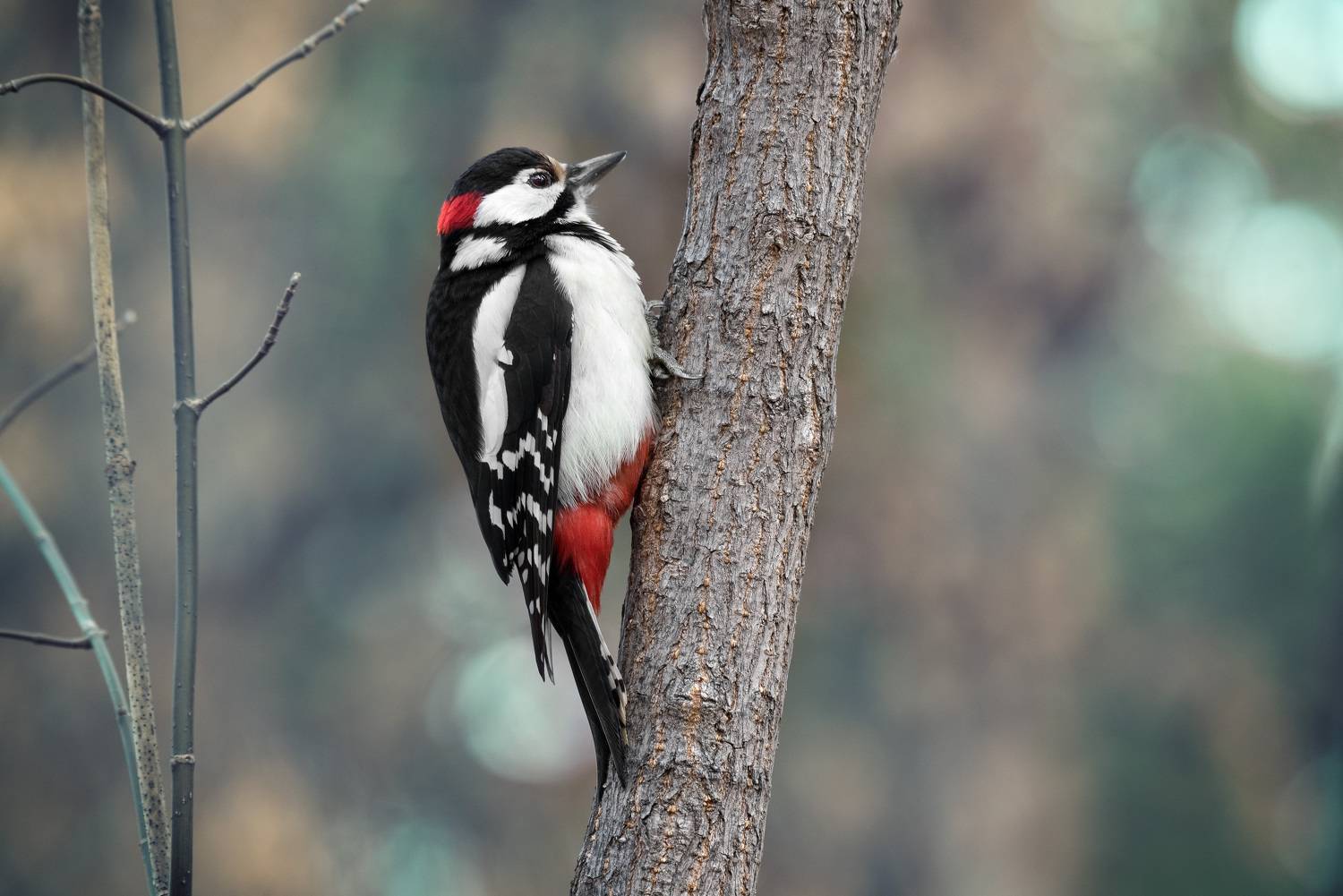 , Рагинская Ольга