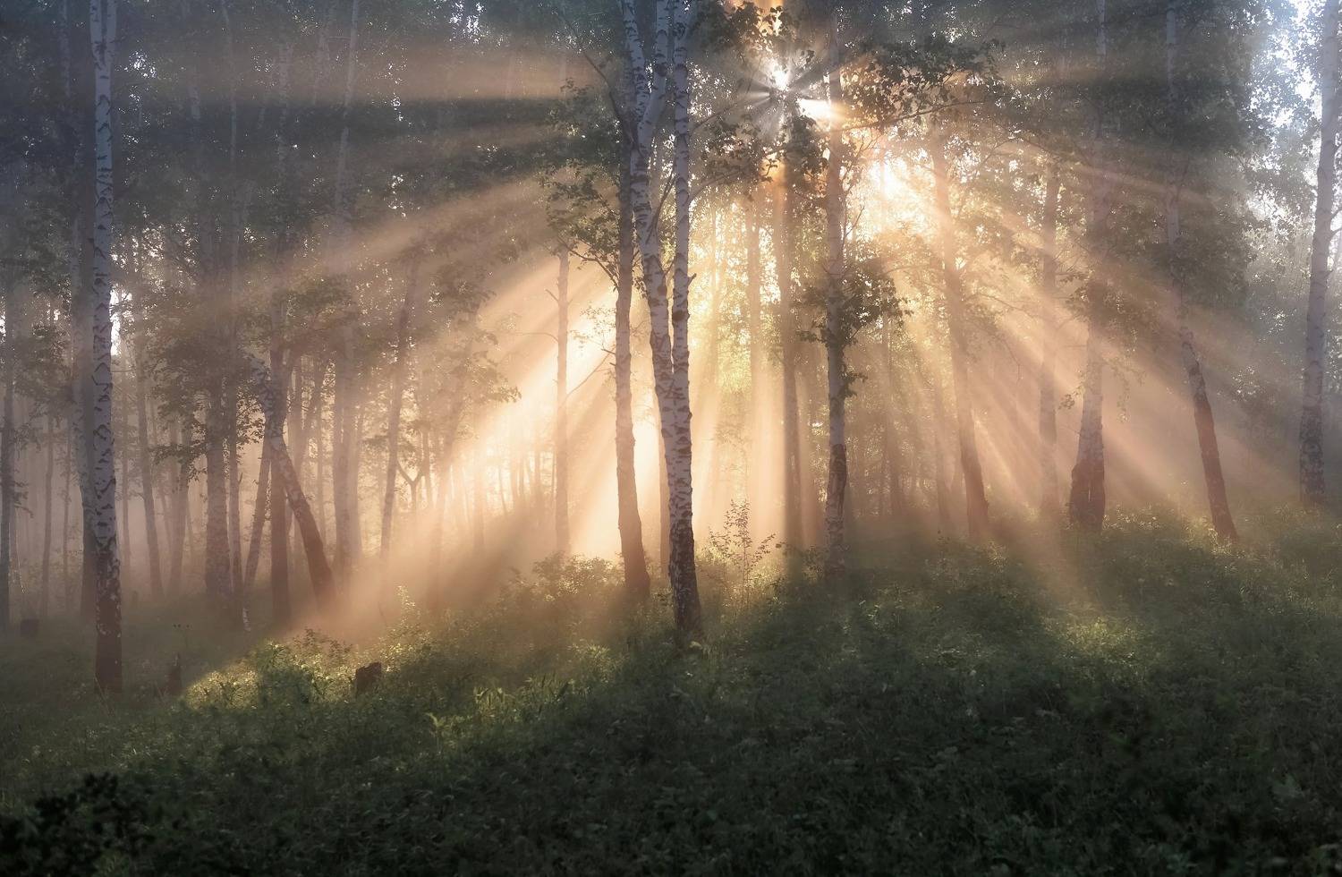 утро, сибирь, торгашинский хребет,туман, солнечный свет, Фомина Марина