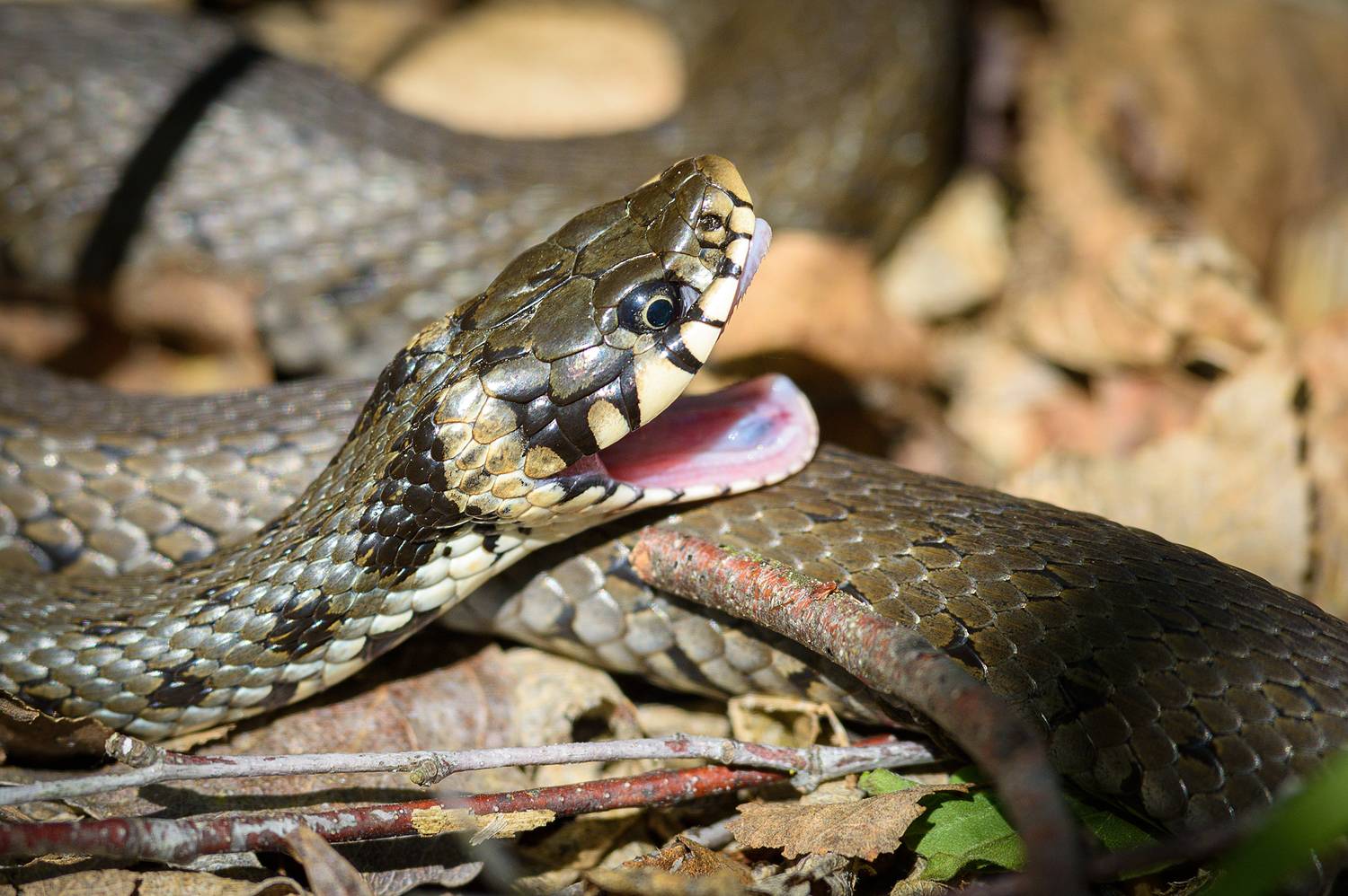#змея #уж #grasssnake #snake, Александр Добыш