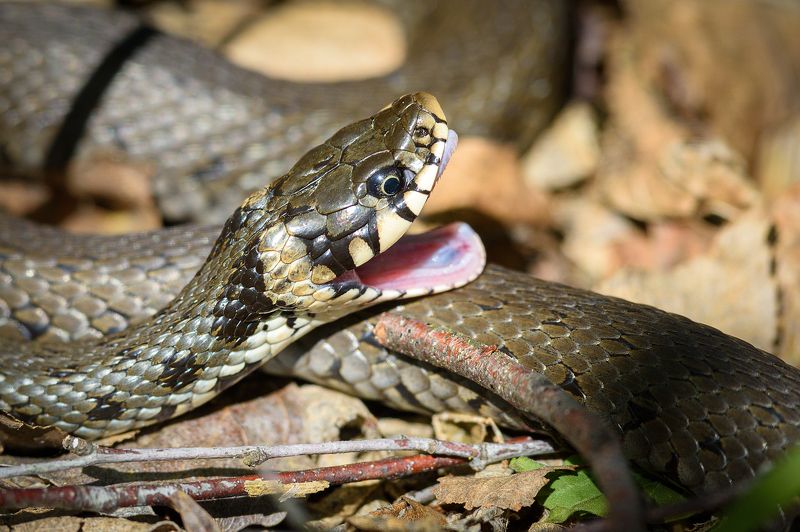 #змея #уж #grasssnake #snake Уж фото превью