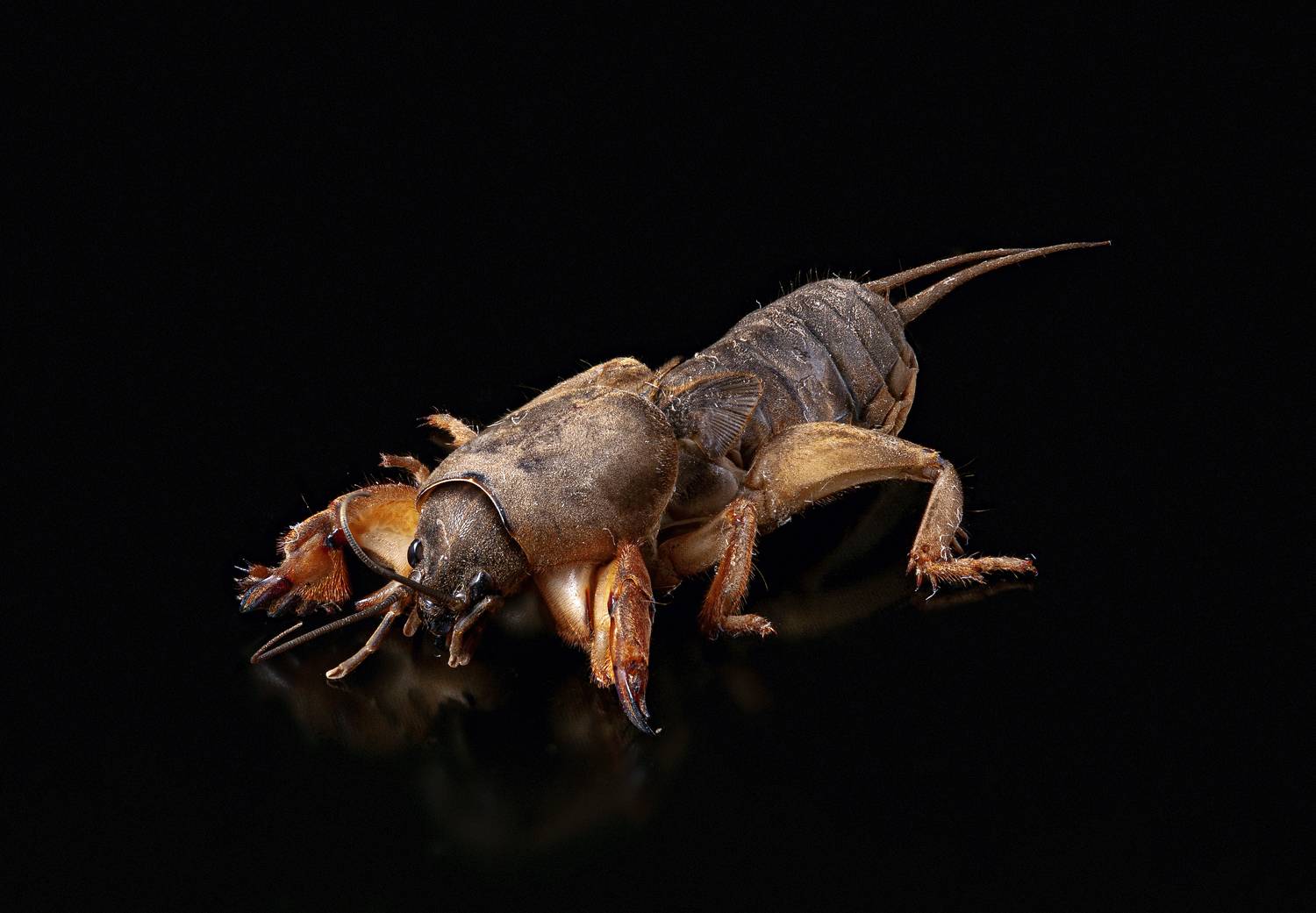 макро, насекомые, капустянка, медведка, gryllotalpa gryllotalpa, Дёгтев Евгений