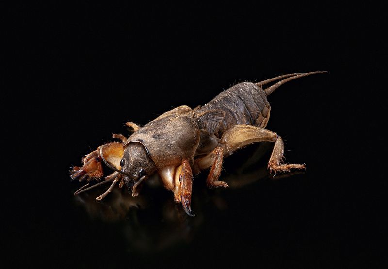 макро, насекомые, капустянка, медведка, gryllotalpa gryllotalpa Gryllotalpa gryllotalpa фото превью