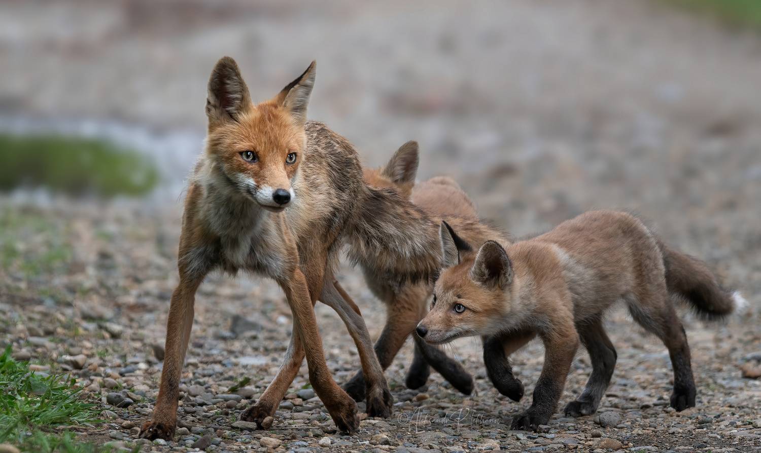 wildlife, лисы,, Плеханов Александр