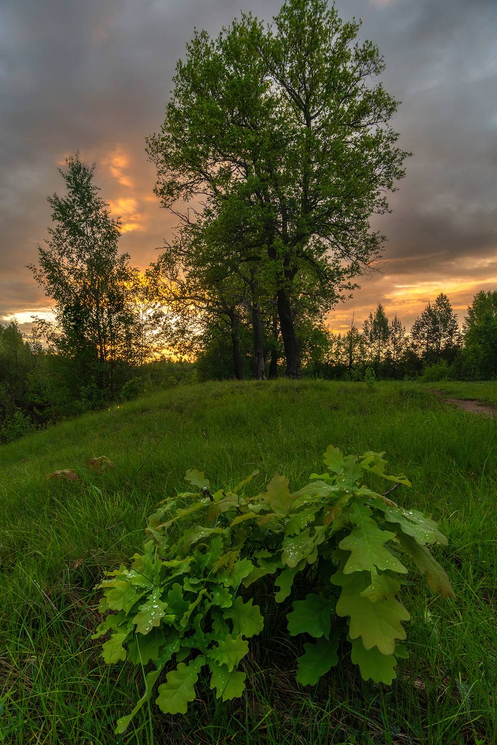 , Колобов Николай