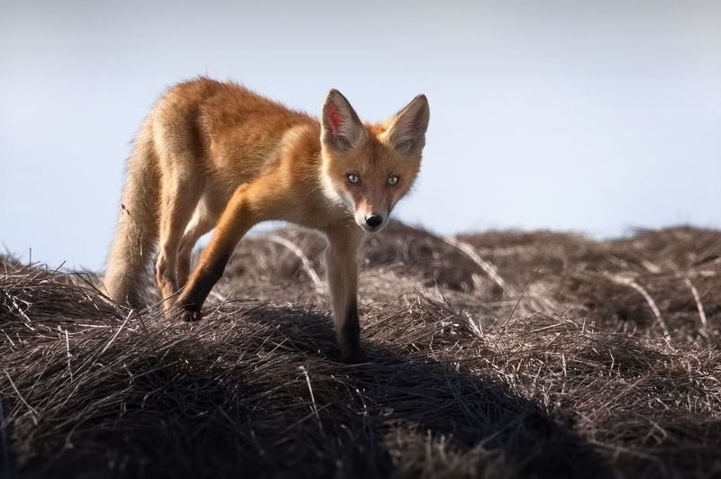 А ты сними, сними меня, фотограф:) фото превью