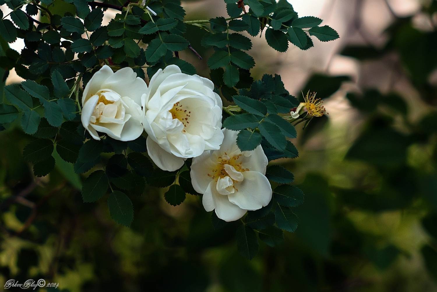 , Орлов Олег