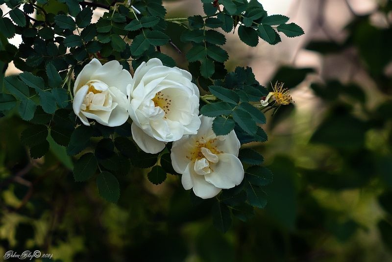 *** фото превью