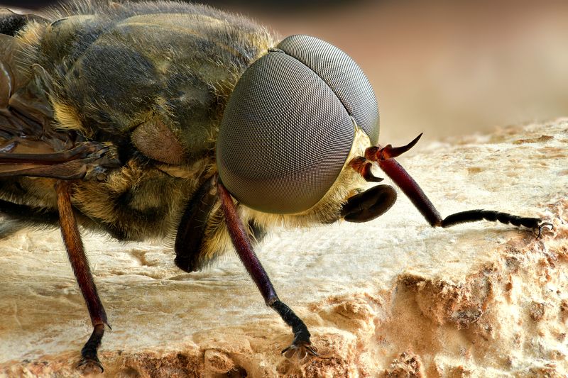 Tabanus bovinus 1 фото превью