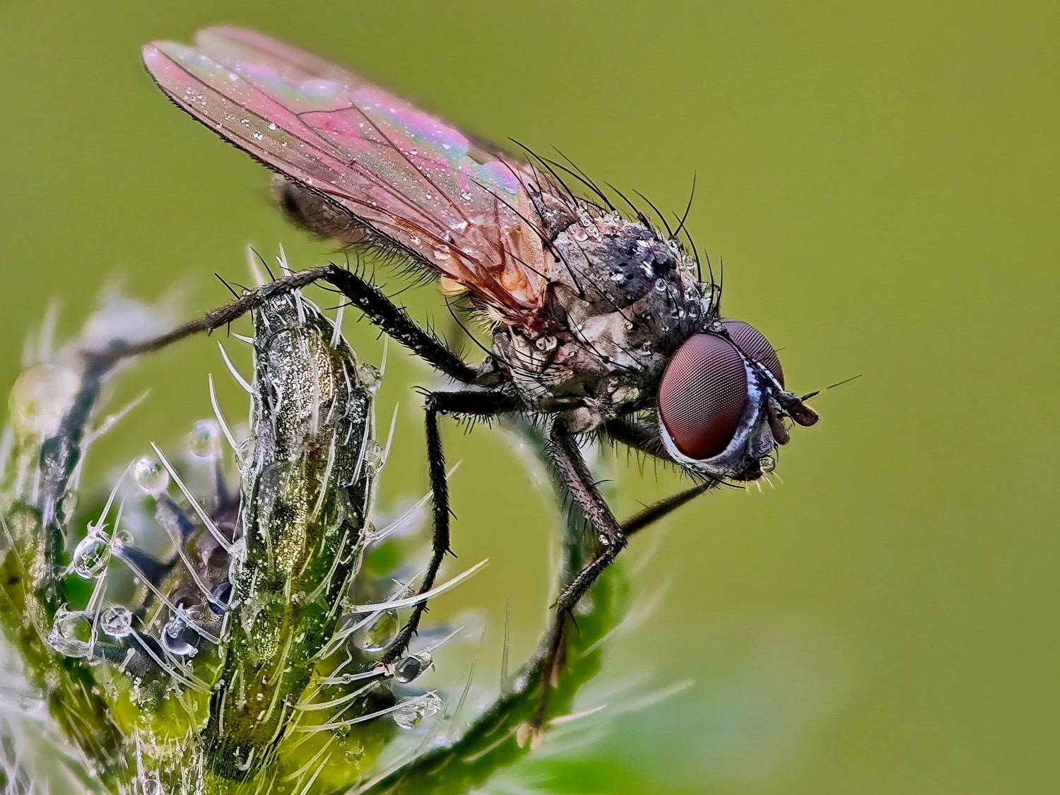 , Кузнецов Дмитрий