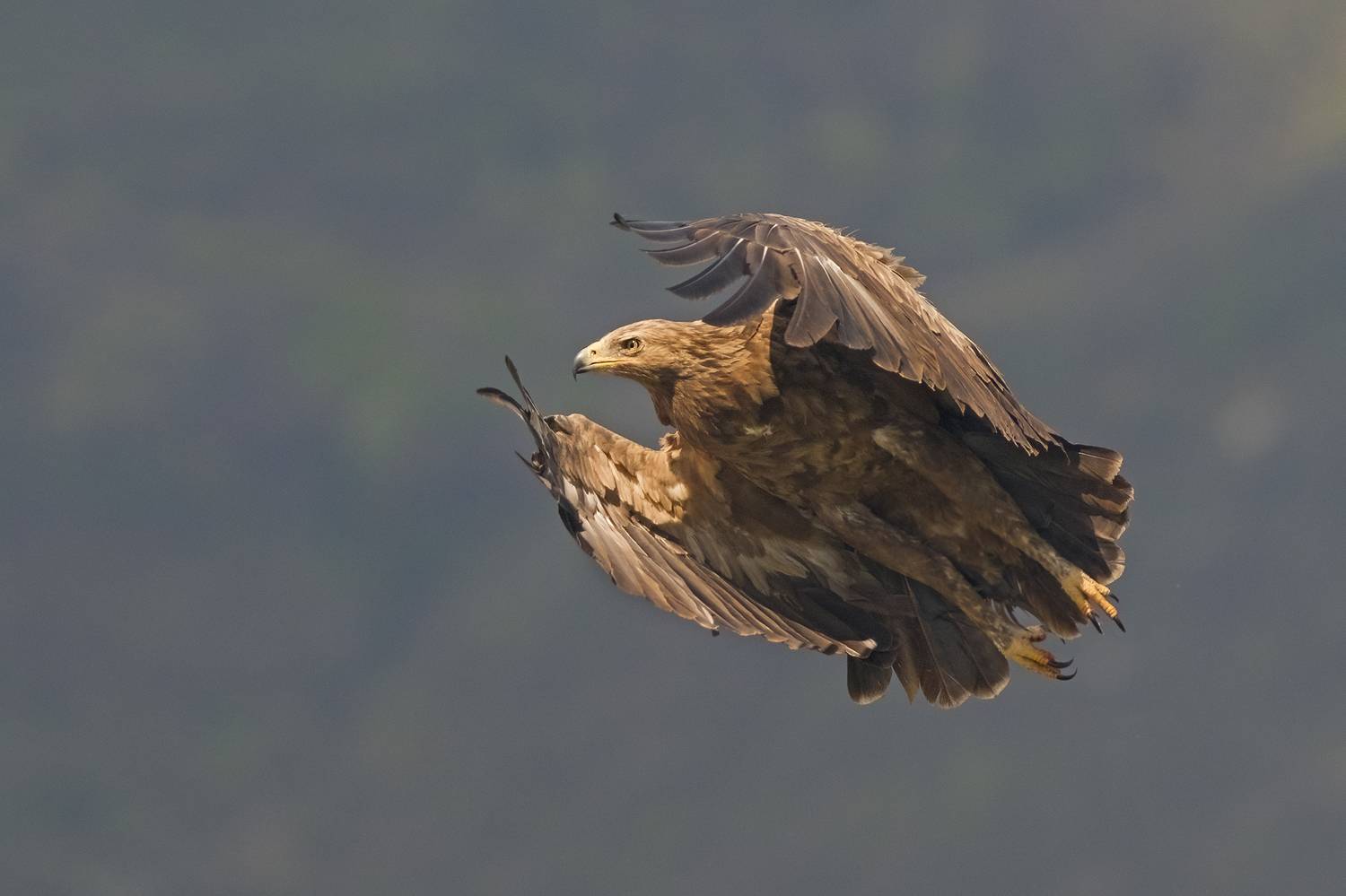 , Евгени Стефанов