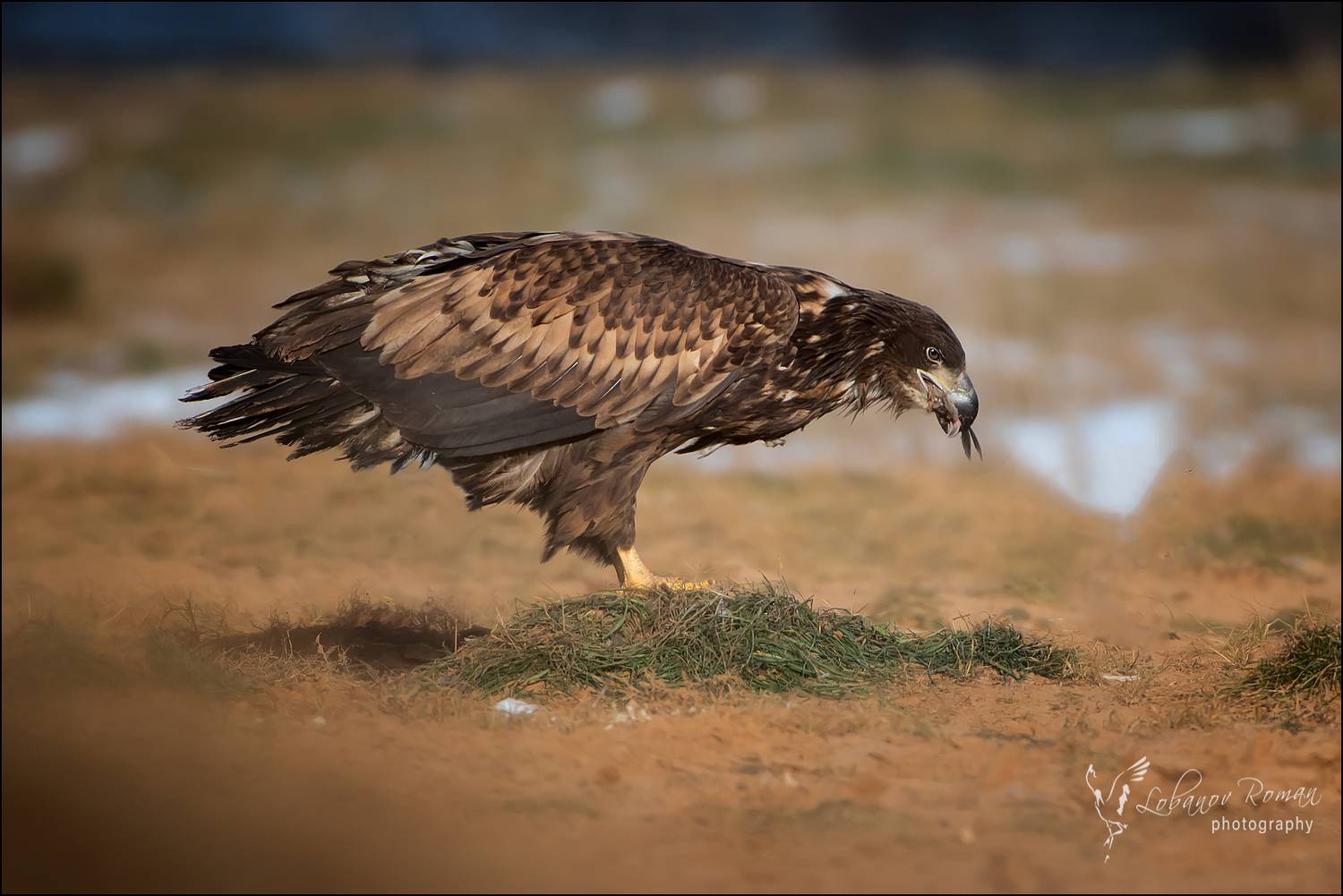 , Лобанов Роман
