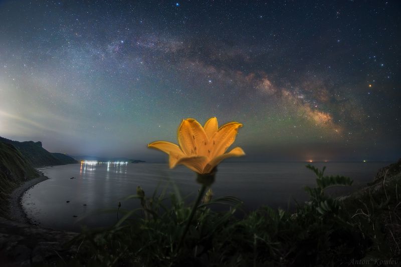 ночь, млечный путь, лилейник, цветы, приморье, дальний восток, звезды Кульминация жизни фото превью