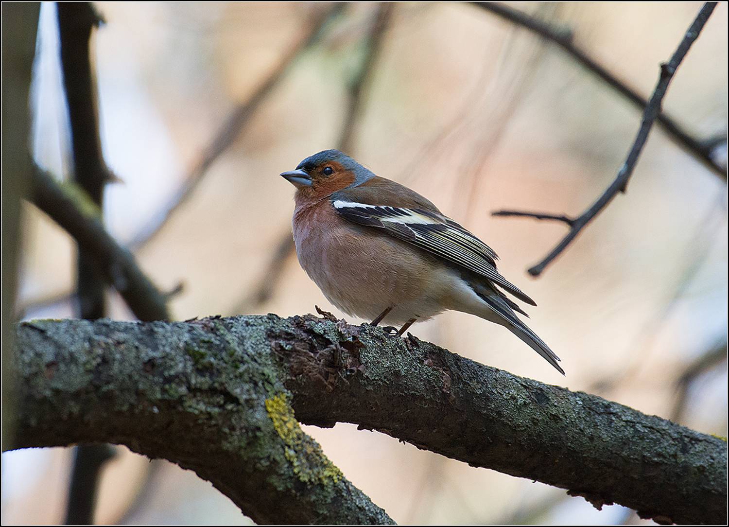 москва, парк, зяблик, АНАТОЛИЙ ДОВЫДЕНКО