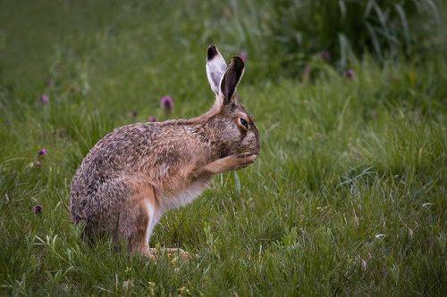 The European Hare