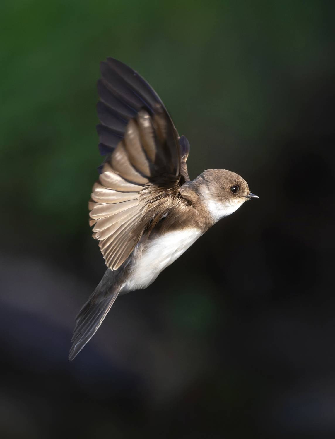 береговая ласточка, фото птиц, птицы, Александр Шипиленко