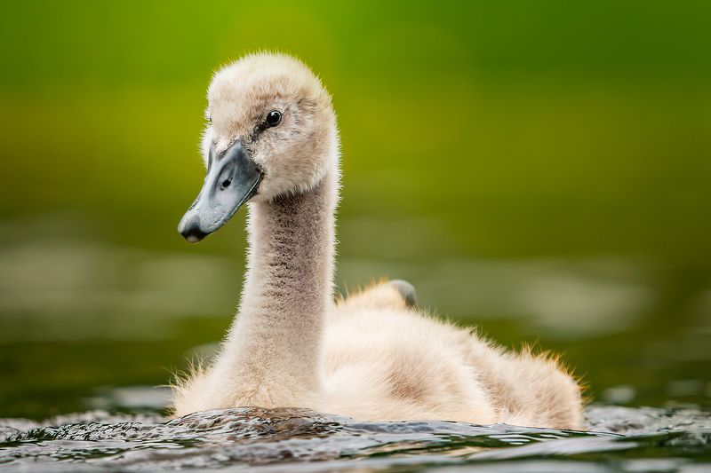 bird, wildlife, mute, swan, nature Young swan фото превью