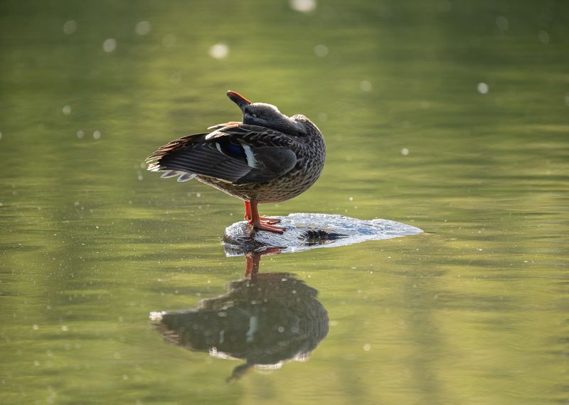 Однажды, в солнечный июньский день фото превью