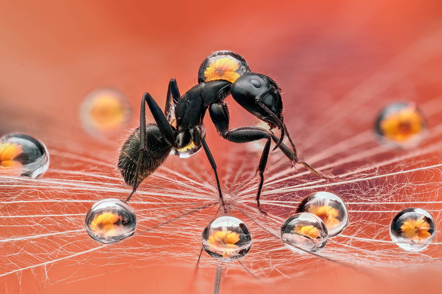 ceclii, macro, Цветан Ганев