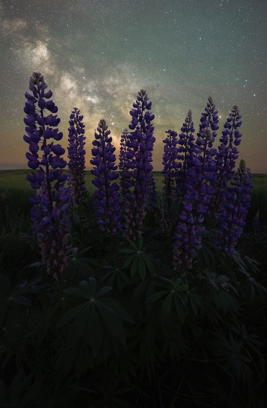 Летняя ночь фото превью