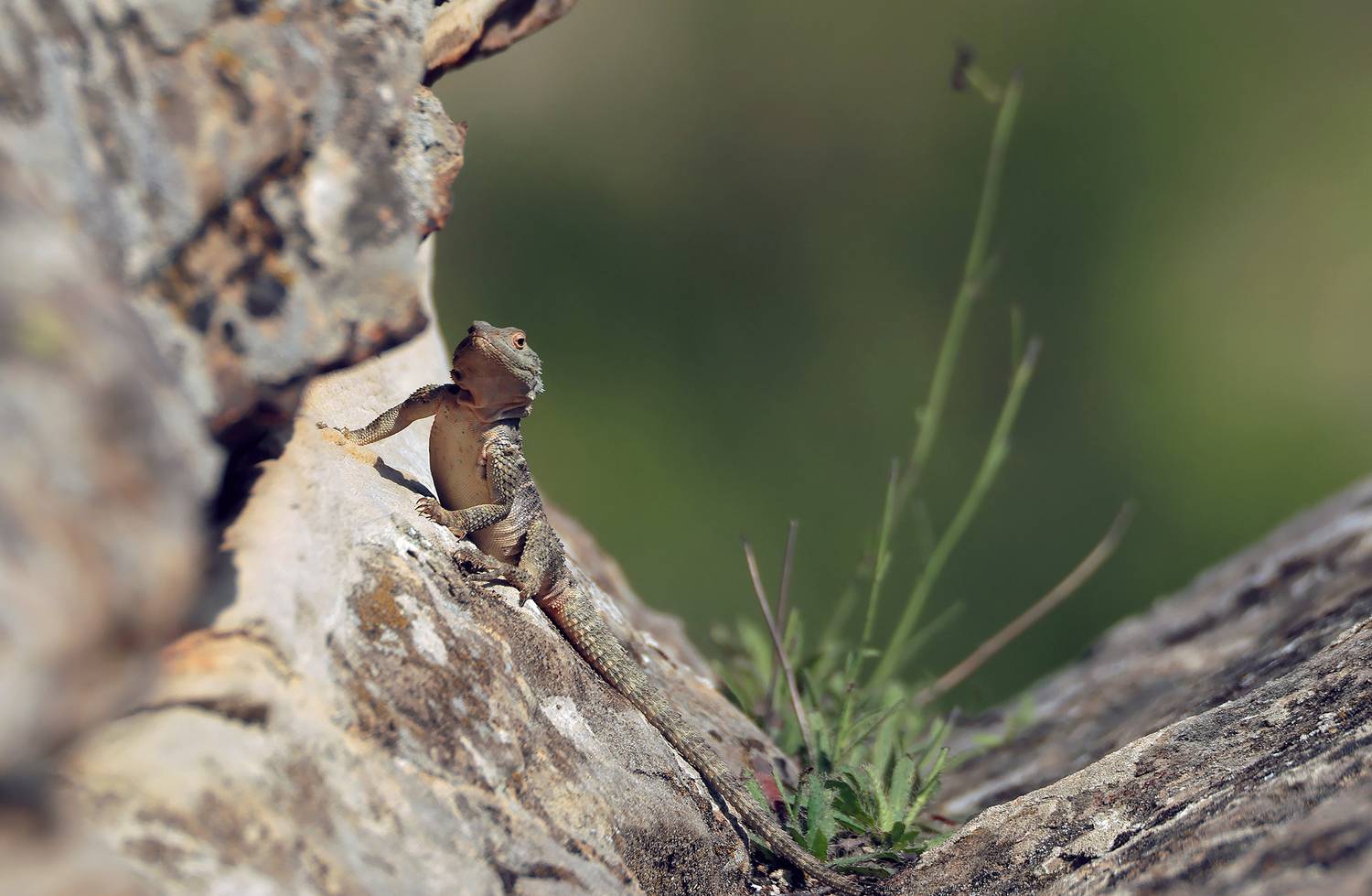 агама,ящерица,горы,дагестан,, Magov Marat