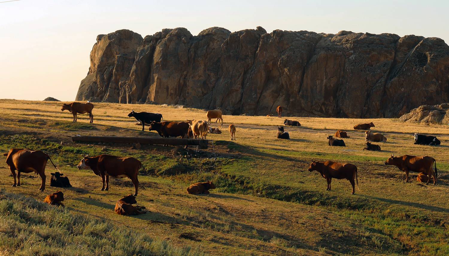 коровы,вечер,закат,, Magov Marat