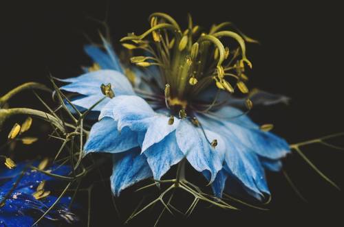 Нигелла дамасская.