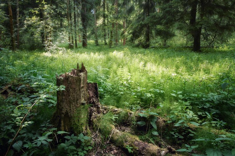 В летнем лесу фото превью