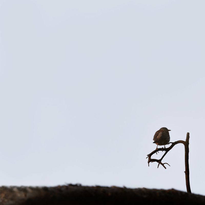 На ветке фото превью