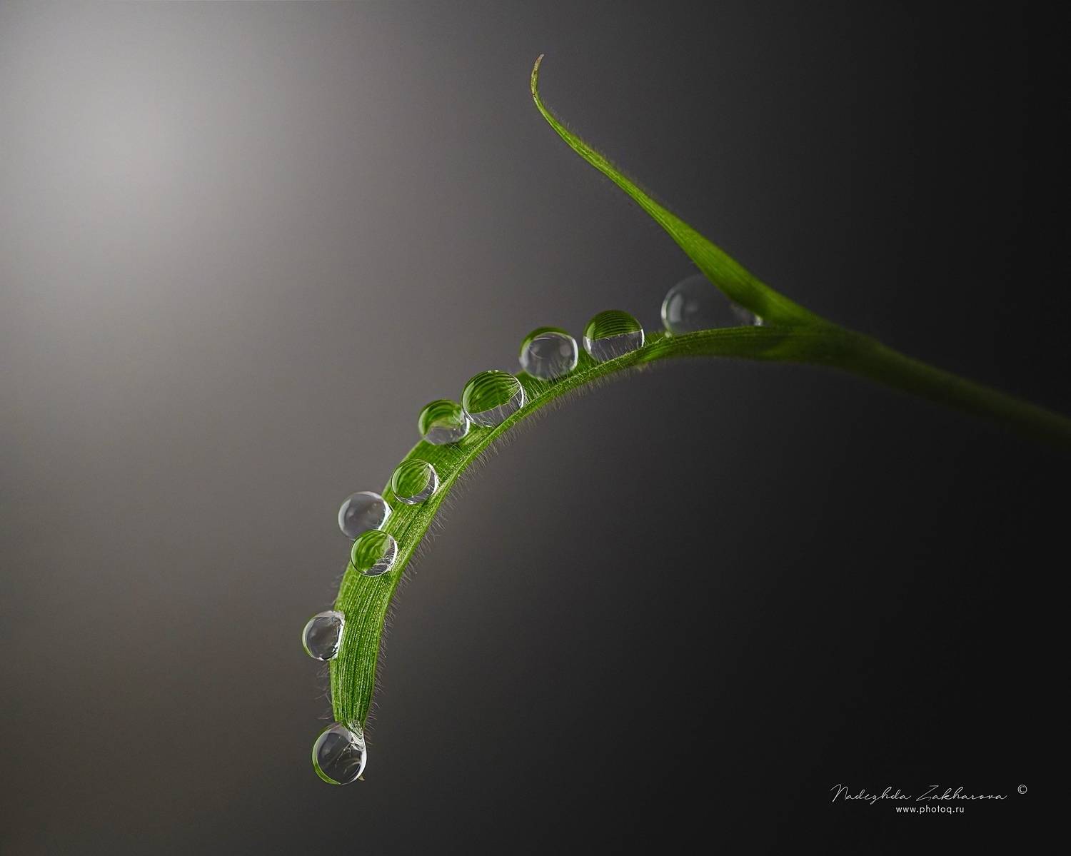 , Захарова Надежда