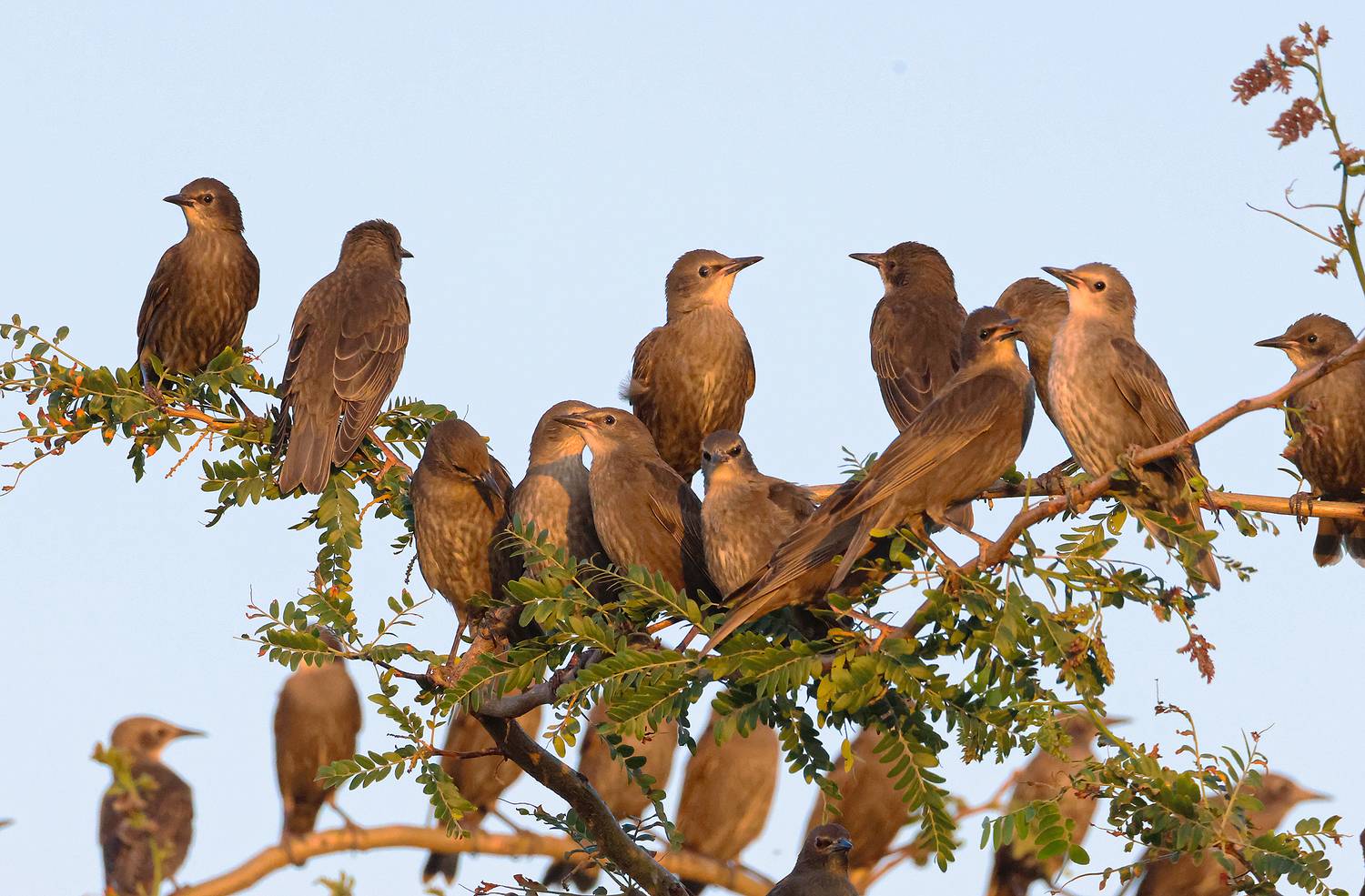 птицы, дрозд,, Magov Marat