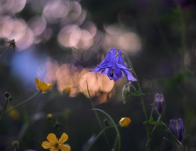 аквилегия, водосбор Летний вечер фото превью