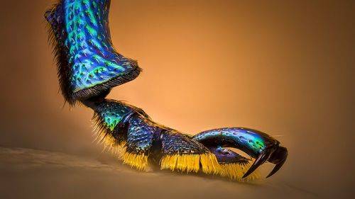 Ботинок листоеда