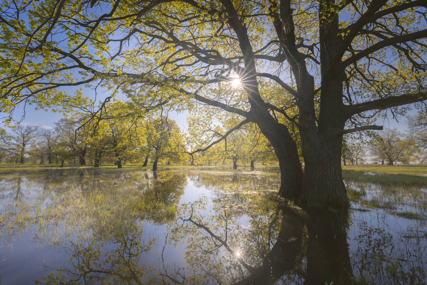 контровой свет, солнце, дуб, отражение, рязанская область, Mikhail Ioannisian