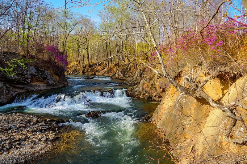 весна, вечер, ррудная, рододендрон даурский Весна. Багульник зацвел... фото превью