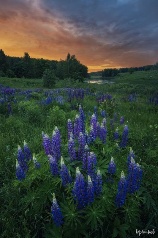 Люпины фото превью