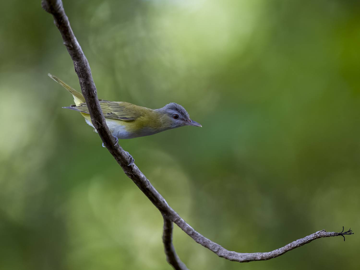 , Burgalin Sequeira Fernando