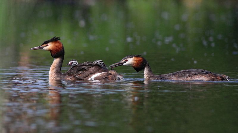 чомга, большая поганка, podiceps cristatus, great crested grebe Рыбку за папу, рыбку за маму фото превью