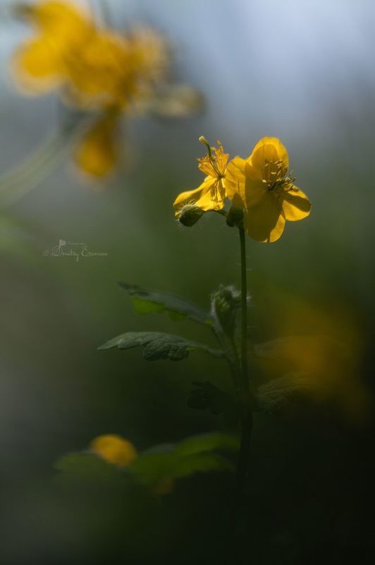 Из тени в свет... фото превью