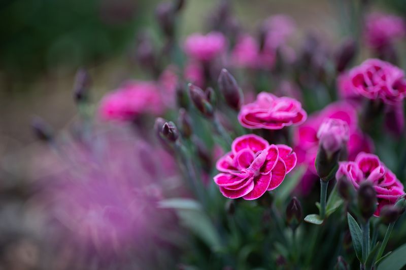 гвоздика яблоня май цветение жасмин цветы макро Цвет мая фото превью