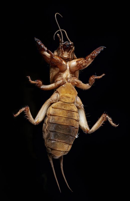 капустянка, медведев, насекомые, жук, макро, пузико *** фото превью