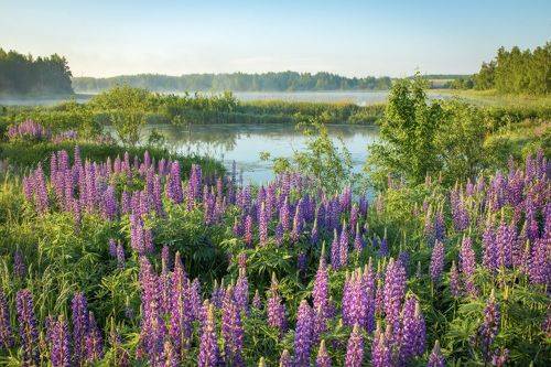 Люпиновое утро