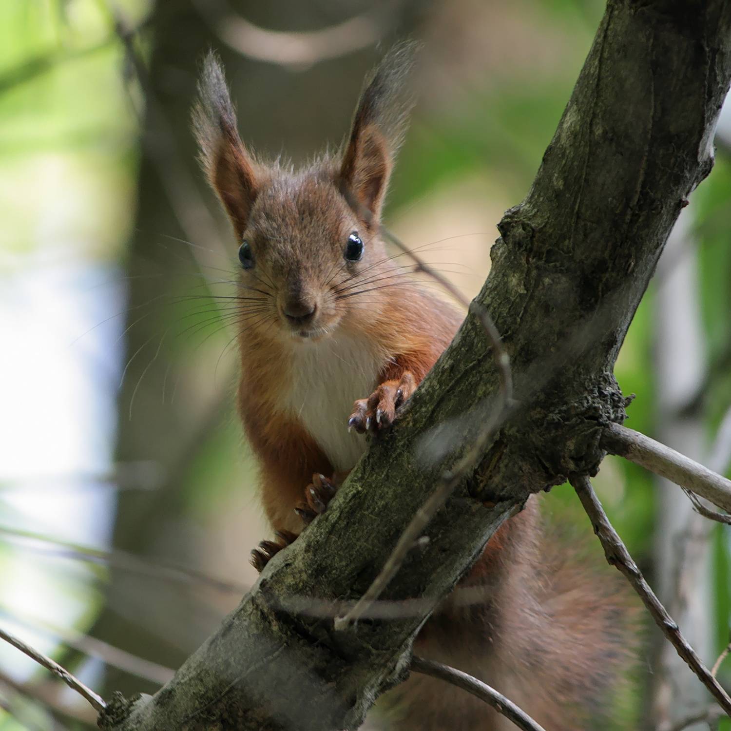 белка обыкновенная, векша, sciurus vulgaris, КарОл