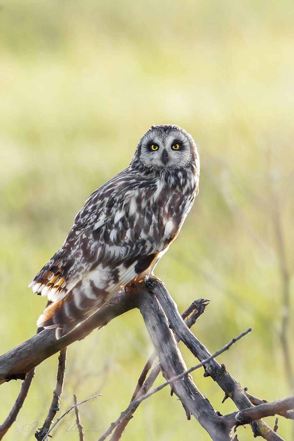 , Шульгин Вадим