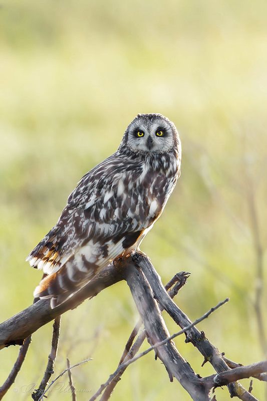 Болотная сова фото превью